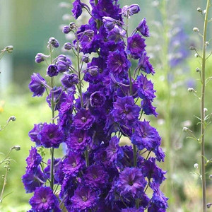 Delphinium Pagan Purples, Delphinium x Elatum 'Pagan Purples', New Millennium Series, Purple Delphinium, Purple flowers